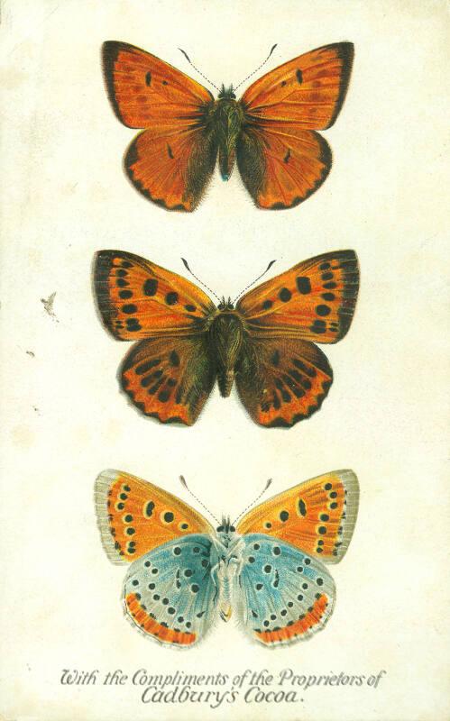 Cadbury's Butterfly and Moth Reward Card: The Large Copper Butterfly