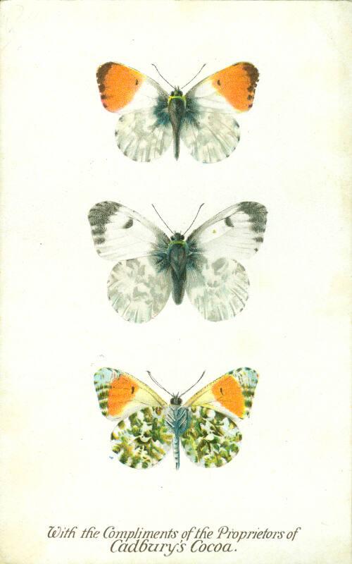 Cadbury's Butterfly and Moth Reward Card: The Orange-Tip Butterfly