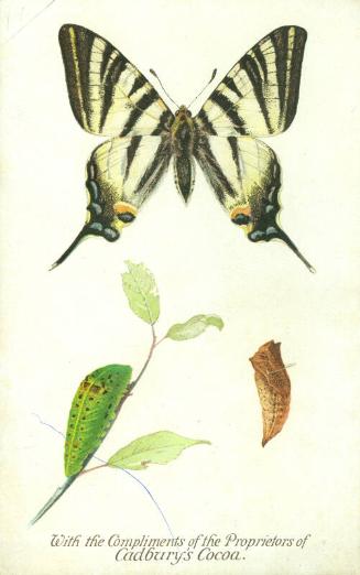 Cadbury's Butterfly and Moth Reward Card: The Scarce Swallow-Tail Butterfly