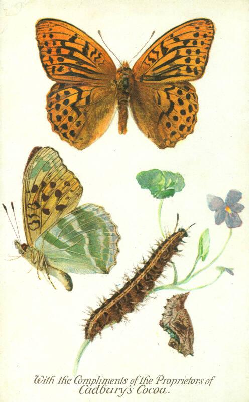 Cadbury's Butterfly and Moth Reward Card: The Silver-Washed Fritillary Butterfly