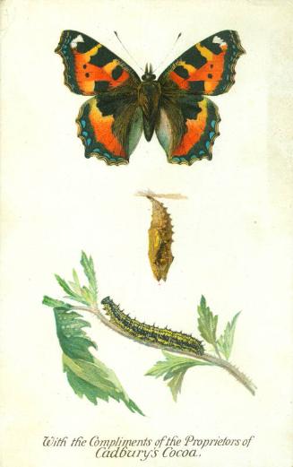 Cadbury's Butterfly and Moth Reward Card: The Small Tortoiseshell Butterfly