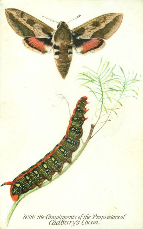 Cadbury's Butterfly and Moth Reward Card: The Spurge Hawk Moth