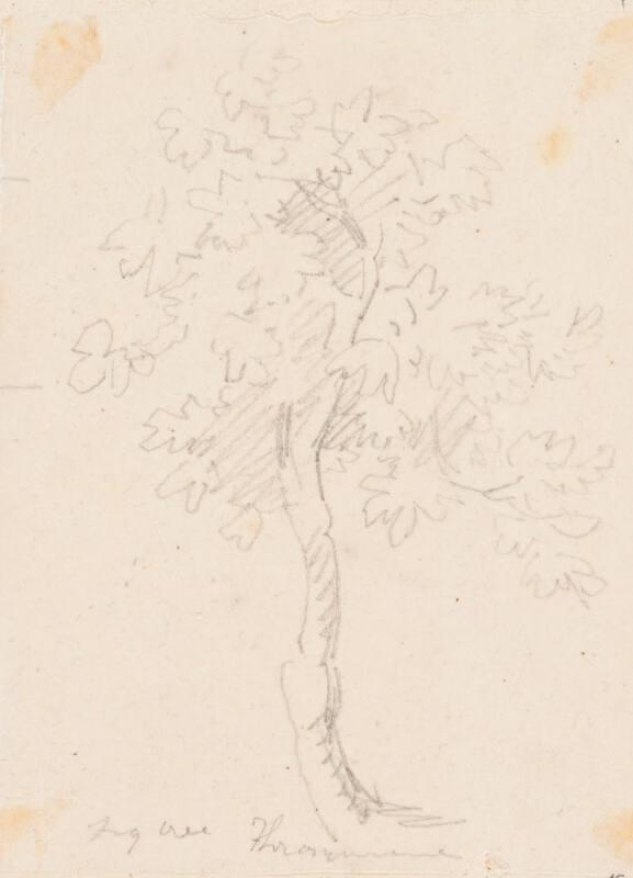 Fig Tree, Trasymene - One of 91 Sketches of France, Italy & Greece