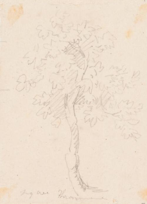 Fig Tree, Trasymene - One of 91 Sketches of France, Italy & Greece