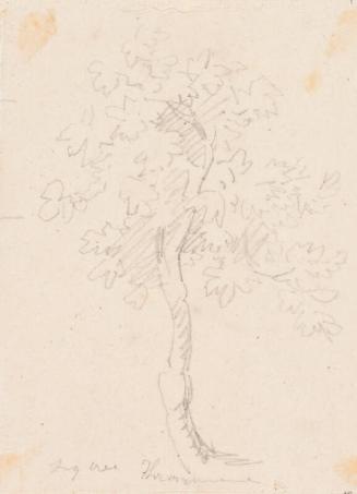 Fig Tree, Trasymene - One of 91 Sketches of France, Italy & Greece