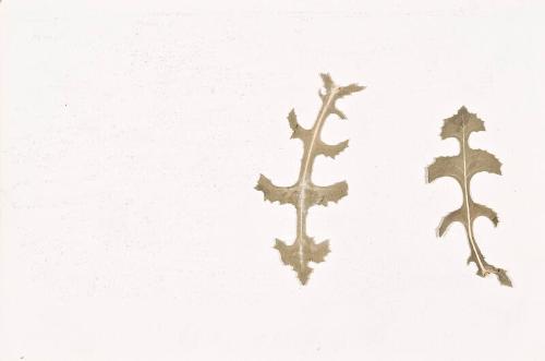 Thistle Leaves (Sketchbook - War)