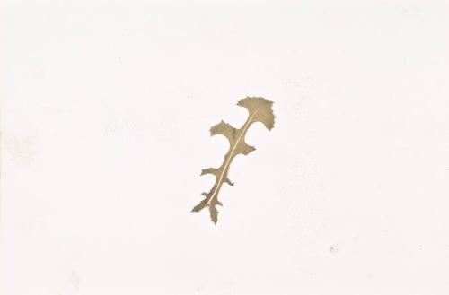 Thistle Leaf (Sketchbook - War)