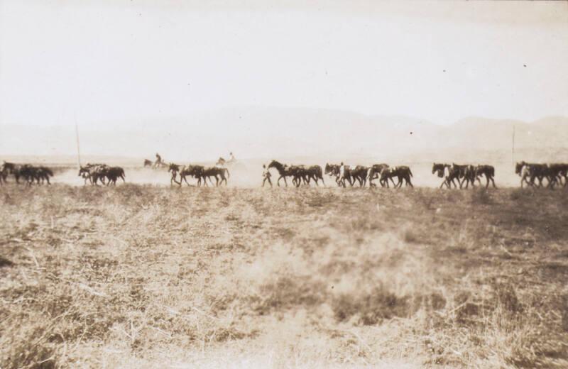 Capture of Damascus (Photograph Album Belonging to James McBey)