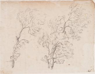 Two Studies Of Trees