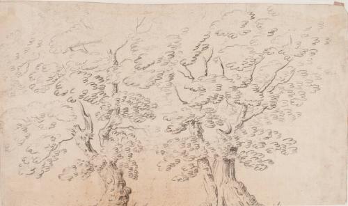 Two Studies Of Trees