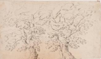 Two Studies Of Trees