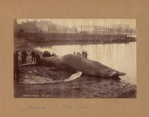 Whale at Stonehaven