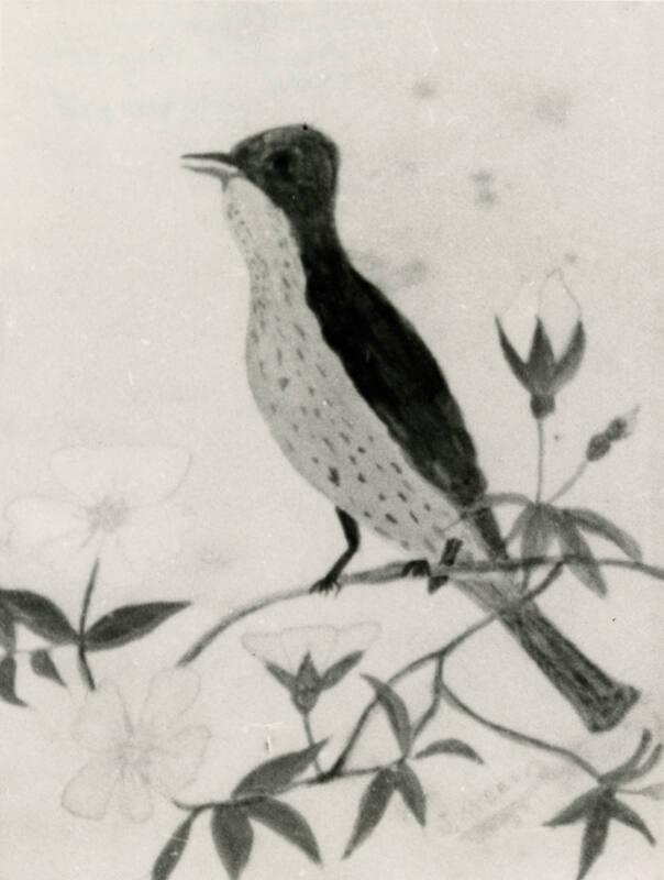 Robin on a Bough (Reproductions of James McBey's Paintings)