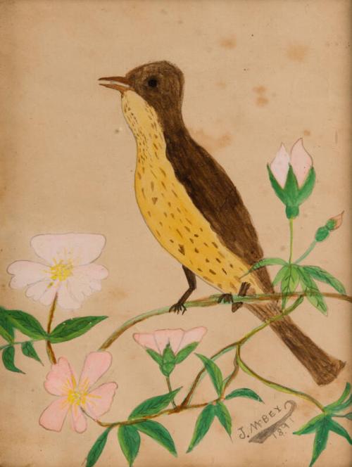 Bird on Blossom