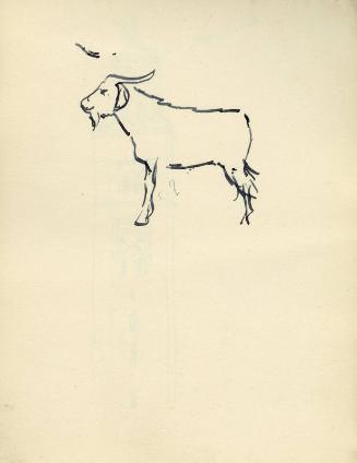 Goat (Sketchbook - Morocco)