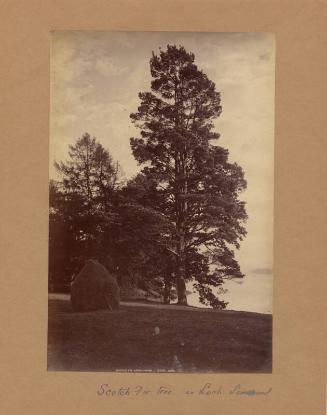 Fir Tree Loch Lomond