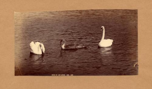 Swans On Loch Lomond