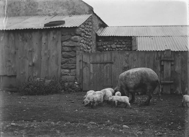 Sow With Piglets