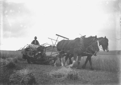 Horse Drawn Reaper and Binder 