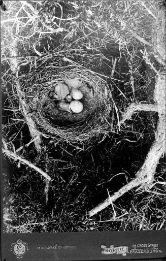 Bird's Nest with Eggs
