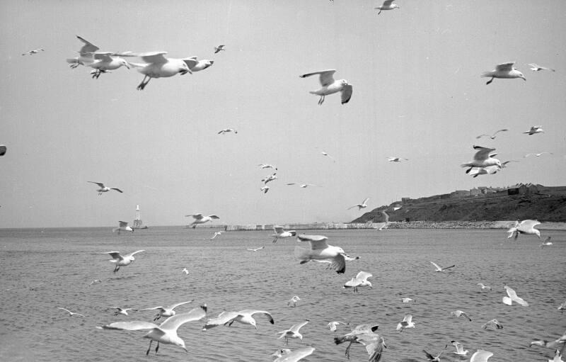 Damaged South Breakwater Pier and Torry Battery