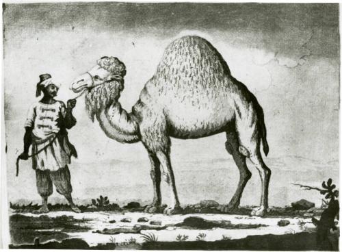 Arab And Dromedary