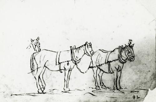 Study Of Horses