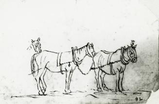 Study Of Horses
