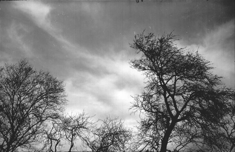 Trees and Sky