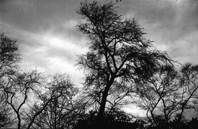 Trees and Sky