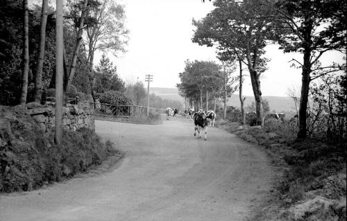 Cattle on Roadway