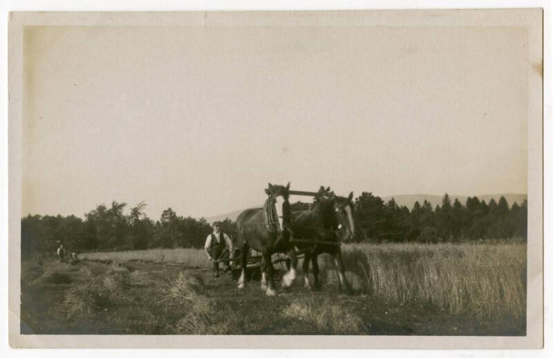 Reaping Grain At Banchory