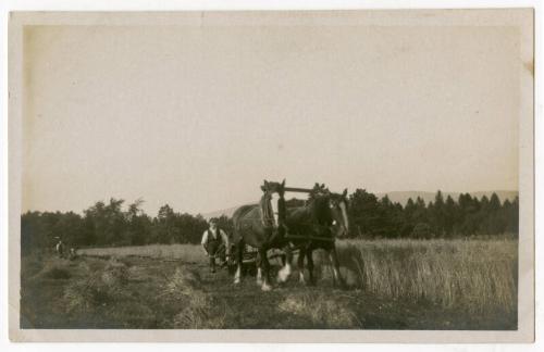 Reaping Grain At Banchory