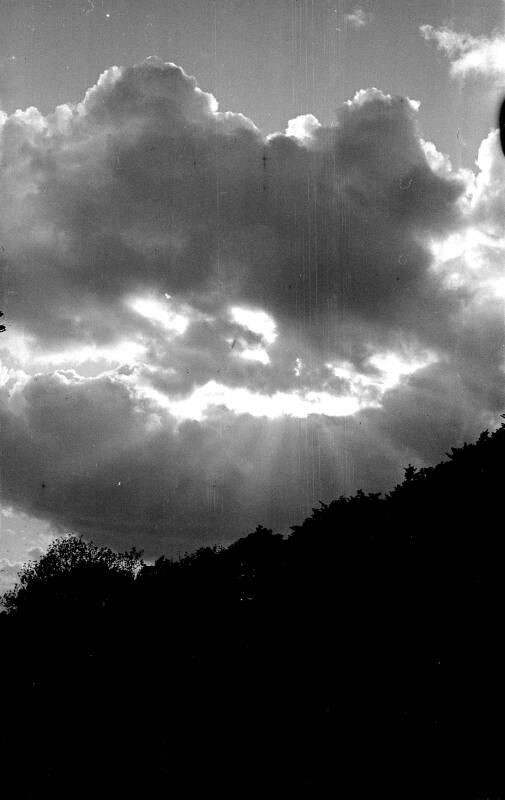 Trees and Sky