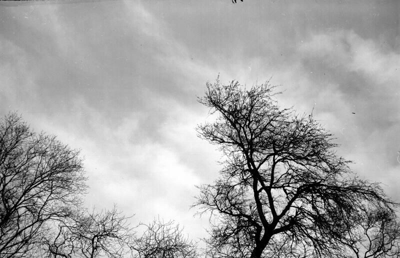 Trees and Sky