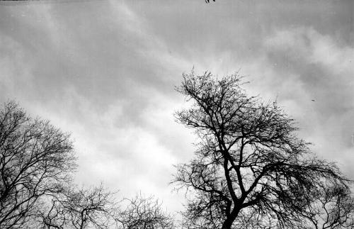 Trees and Sky