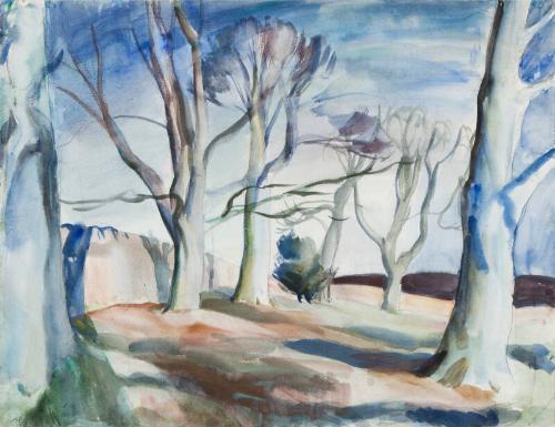 Blue Sky and Beech Trees