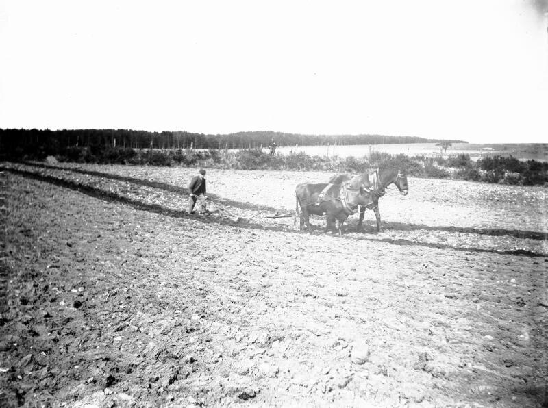Ploughing With Ox and Horse
