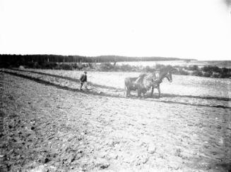 Ploughing With Ox and Horse