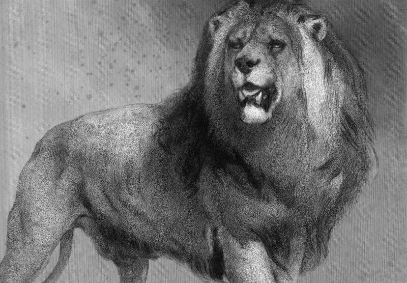 Lion by Thomas Landseer