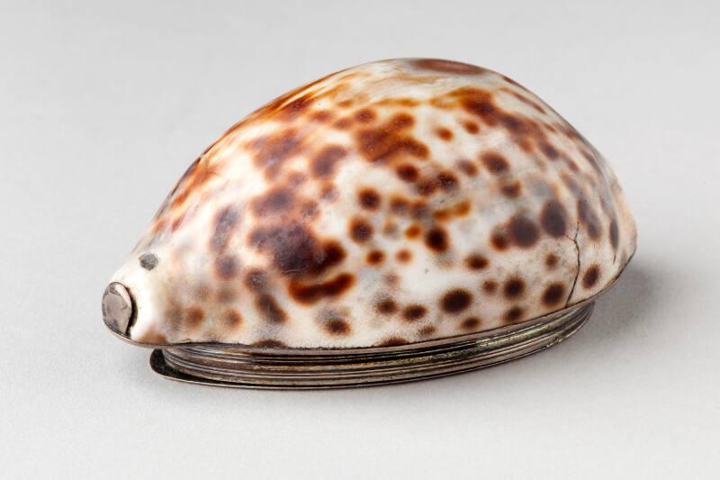 Engraved Silver Mounted Cowrie Shell