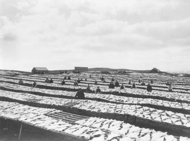 Two Identical Photographs Showing Saltfish Sundrying At Balnagask Drying Station, Aberdeen