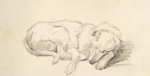 Study of Dog Sleeping