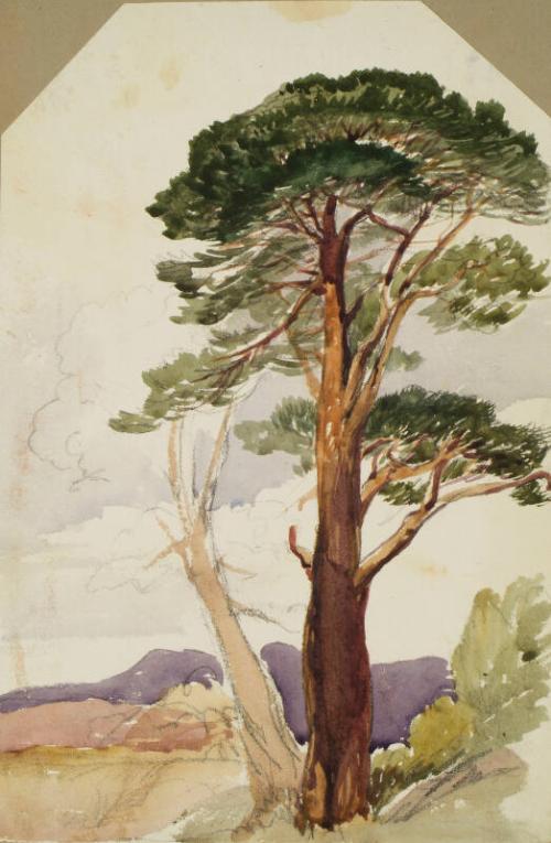 A Scots Pine