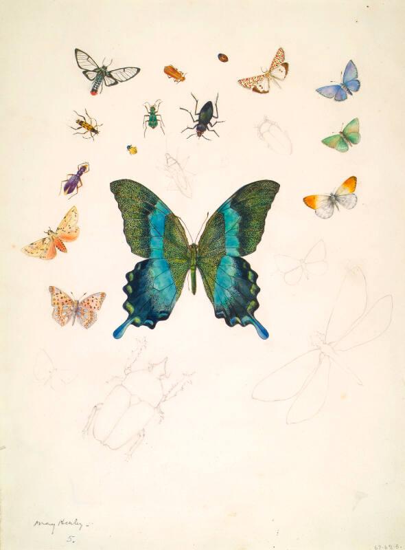 Studies of Butterflies and Beetles