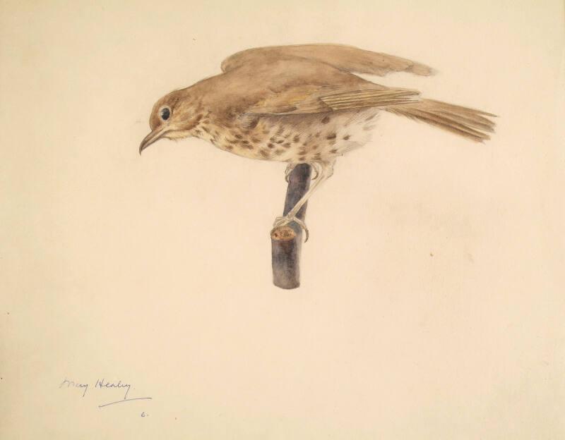 Study of a Thrush