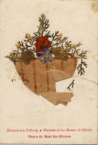 Flowers of the Mount of Olives