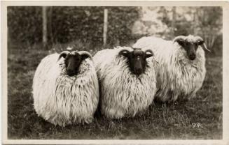 Three rams