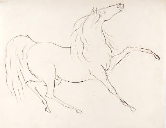 A Horse