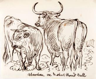 Aberdeen Ox and Shorthorned Bull